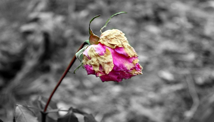 Foto: Google Image