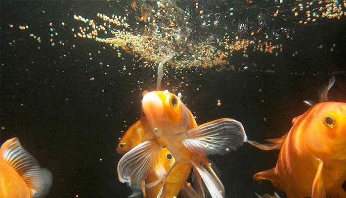 Hukum Memancing Ikan di Kolam Pemancingan,