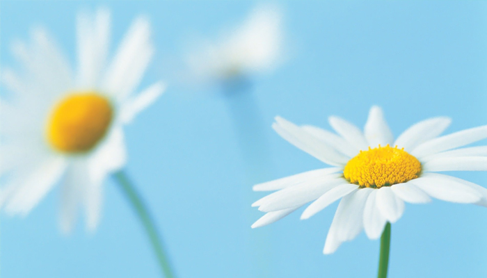 Foto: wallpaper free download
