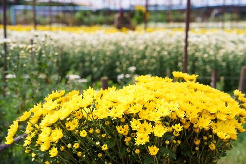 5 Lokasi untuk Melihat Bunga Musim Semi di Indonesia 2 kebun bunga