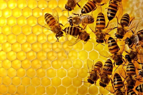 Sebab Lebah Diciptakan, Fakta Menakjubkan Lebah