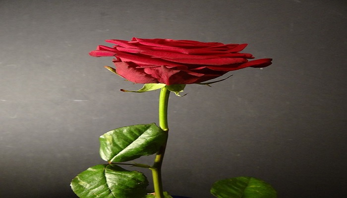 Foto: Pixabay