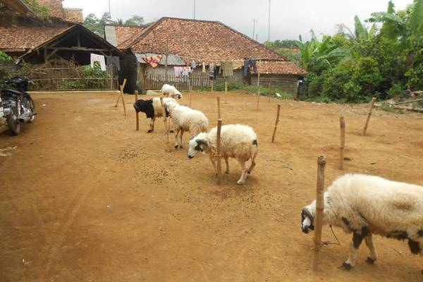 Hukum Aqiqah untuk Diri Sendiri, Hukum Arisan Qurban