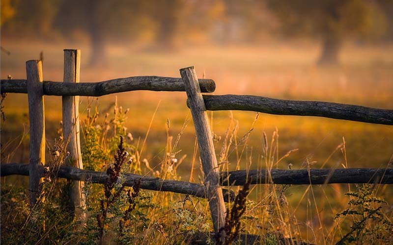 Foto: NatBG.com