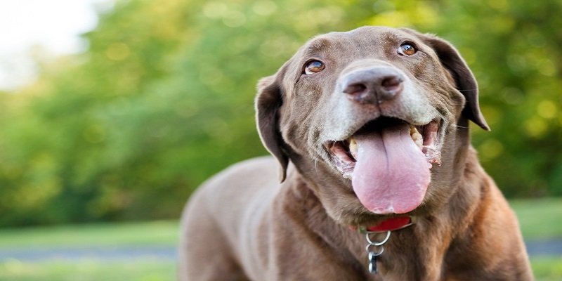 Foto: Petwave