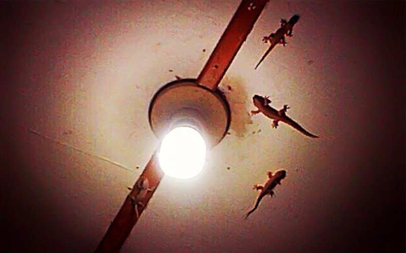 Hukum Kotoran Cicak, Apakah Najis? 3 Hukum Kotoran Cicak