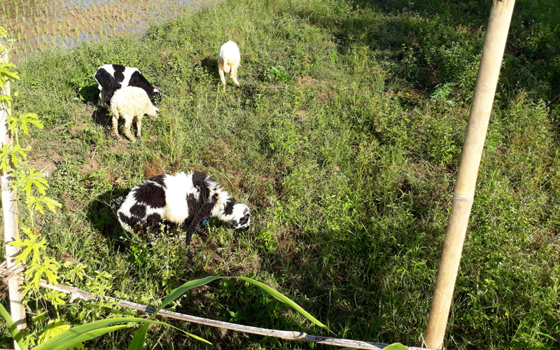 qurban, Hukum Arisan Qurban,