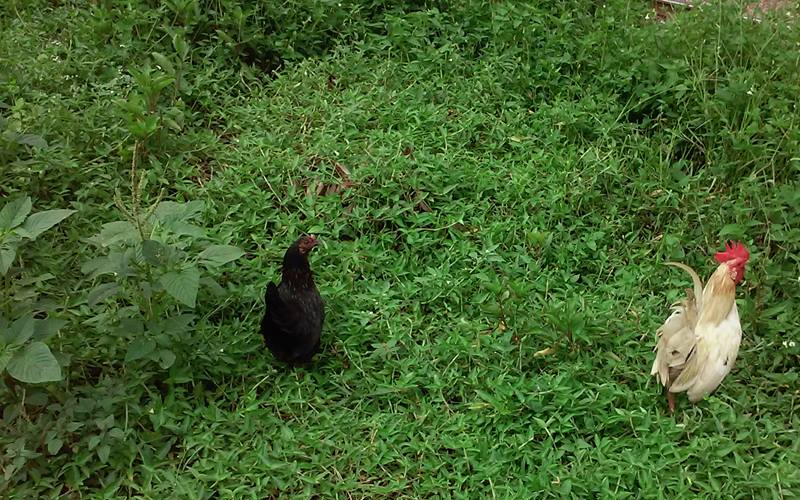 4 Tata Cara Sembelih Ayam Sesuai Tuntunan Islam 1 Tata Cara Sembelih Ayam