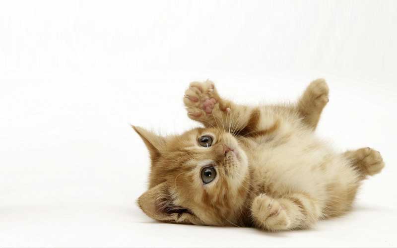 Hukum Air Liur Kucing