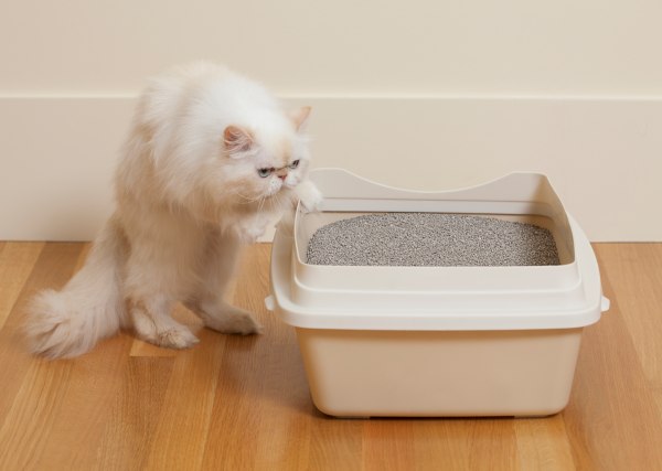 kucing, litter box, kucing diluar litter box