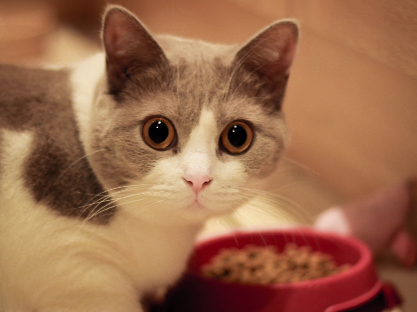 Kucing melongo, kucing tidak nafsu makan 