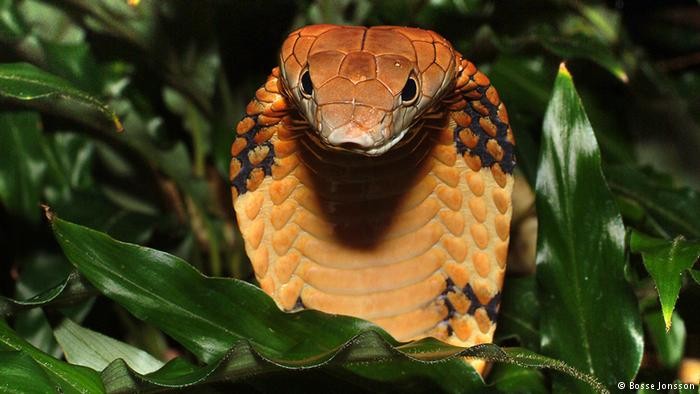 Ilustrasi ular kobra. Foto: DW