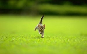 Inilah Fakta Unik tentang Kucing (1) 3 kucing