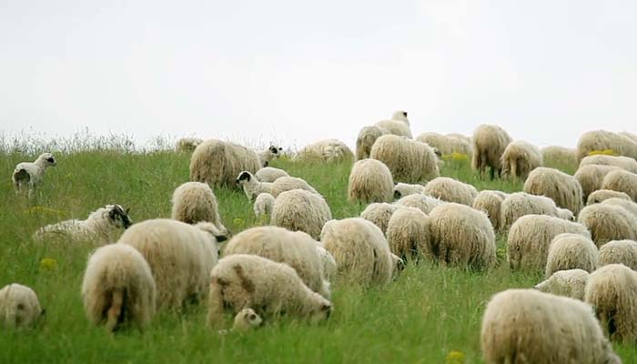 Pengembala Kambing yang Syahid, Hewan Kurban