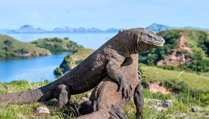 fakta komodo, fakta menarik tentang indonesia