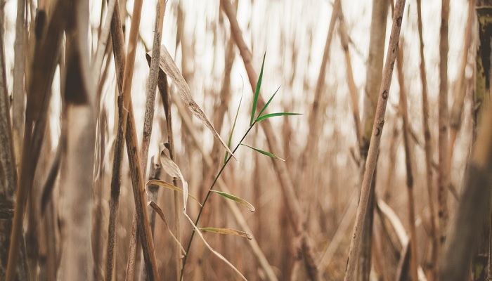 Foto: Unsplash