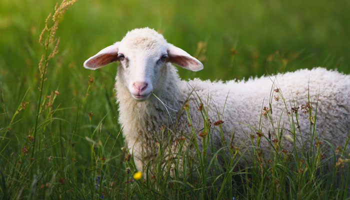 kambing kurus, 10 Hari Awal Bulan Dzulhijjah, kurban dalam islam