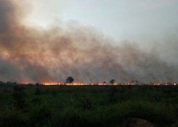Ilustrasi kebakaran hutan. Foto: Dok. BNPB