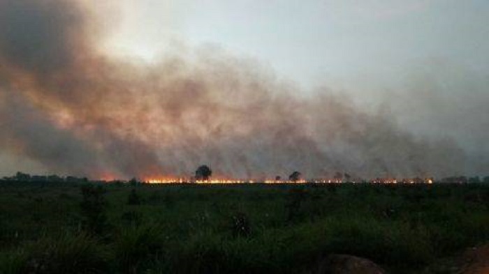 Jokowi Sebut 11 Perusahaan Didenda Rp18 T, Walhi: Belum Ada yang Bayar