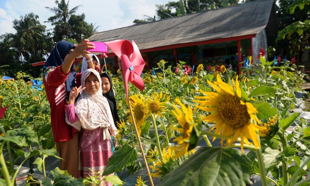 Taman Bunga Matahari, Tujuan Baru Wisata Swafoto di Bekasi 1 taman bunga bekasi
