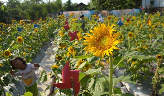  Taman  Bunga  Matahari  Tujuan Baru Wisata Swafoto di Bekasi 