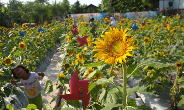 Taman Bunga Matahari, Tujuan Baru Wisata Swafoto di Bekasi