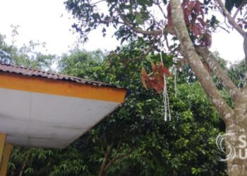 Pohon mangga tempat pelajar SMP gantung diri di halaman sekolah PAUD di Desa Benda, Kecamatan Cicurug, Kabupaten Sukabumi, Kamis (2/5/2019). Foto: Sukabumi Update