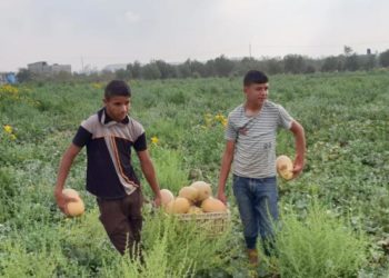 2 Anak di Gaza tengah memanen melon. Foto: PIC