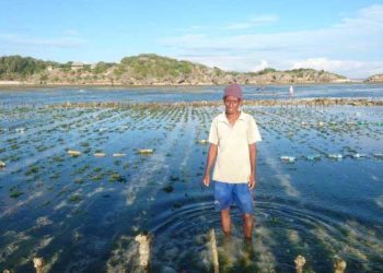 Daniel Sanda di Pulau Rote mengatakan rumput laut milik petani setempat mati karena pencemaran minyak dari kilang Montara. Foto: ABC