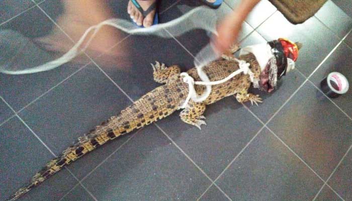 Buaya muara ditangkap warga. Foto: Detik