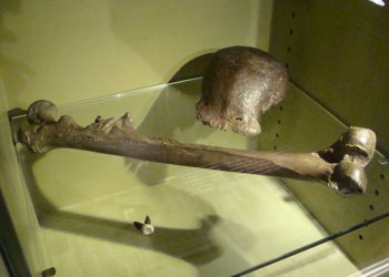 Fosil Pithecantropus Erectus. Foto: Staff Official Site Unila