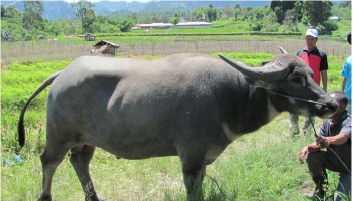 Paling Populer 28 Gambar Kartun Hewan Kerbau Gani Gambar