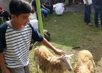 Alif, siswa yang masih kelas 1 SMP menyisihkan uang jajannya sejak SD agar bisa menambung untuk membeli seekor kambing dan ikut berkurban. Foto: Tribunnews