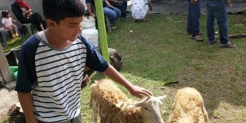 Alif, siswa yang masih kelas 1 SMP menyisihkan uang jajannya sejak SD agar bisa menambung untuk membeli seekor kambing dan ikut berkurban. Foto: Tribunnews