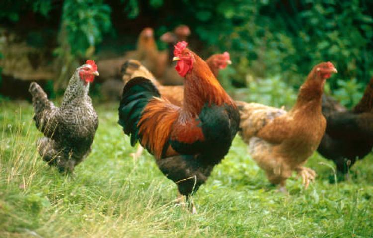  Ayam  Peliharaan  Makan Benih di Kebun Orang Peternak bisa 