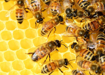 Sebab Lebah Diciptakan, Hewan yang Disebutkan dalam Al-Quran, Fakta Menakjubkan Lebah