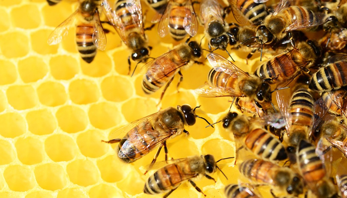 Sebab Lebah Diciptakan, Hewan yang Disebutkan dalam Al-Quran, Fakta Menakjubkan Lebah