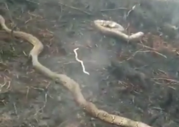 Ular-ular mati terbakar. Foto: Detik