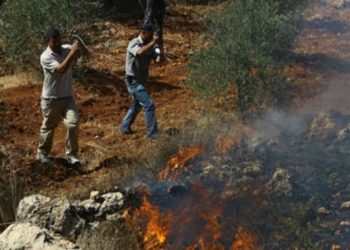 Pemukim Yahudi bakar ratusan pohon zaitun. Foto: PIC