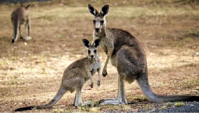 Kanguru di Australia bertahan hidup di tengah kekeringan. Foto: Vice