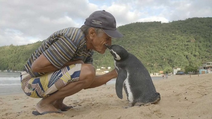 Din Din penguin bersama pria yang pernah menyelamatkan hidupnya. Foto: Adaptnetwork