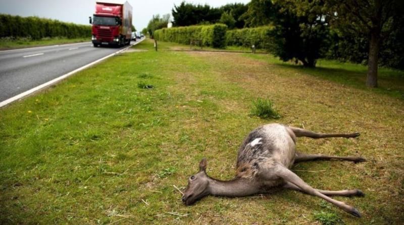 Sebut Penyakit 'Rusa Zombie' Di AS Bakal Menginfeksi Manusia, Ahli