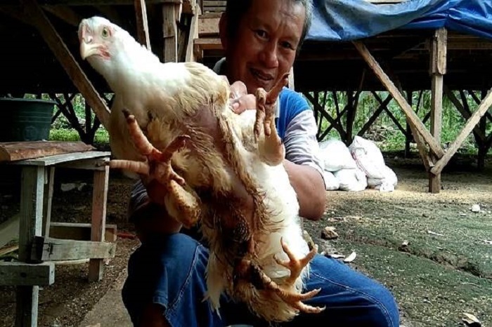 Ayam berkaki 4 gegerkan warga Sumbar. Sumber: Sindo