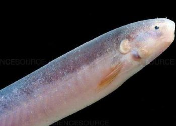 Ikan candiru tampak lebih dekat. Foto: Science Source