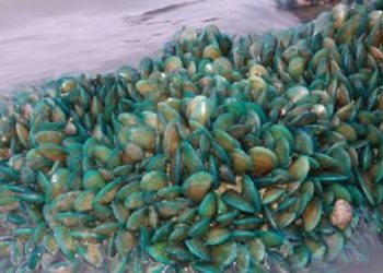 Tumpukan kerang hijau di pesisir pantai Karawang. Foto: Kumparan/ Facebook