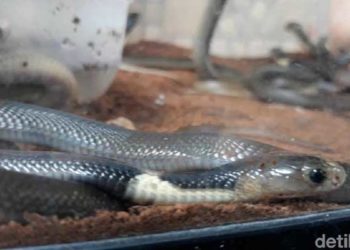 31 ular kobra ditemukan di Masjid At-Takwa, Sukoharjo. Foto: Bayu Ardi Isnanto/detikcom