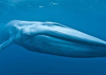 Ilustrasi ikan paus biru. Foto: BBC