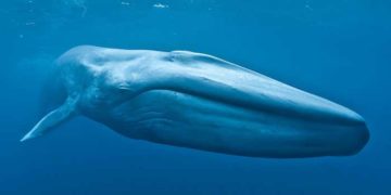 Ilustrasi ikan paus biru. Foto: BBC