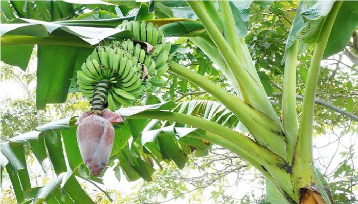 Salah Satu Tanaman Di Surga Pohon Pisang Islampos