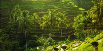 Ilustrasi. Foto: Bali Rice Terraces